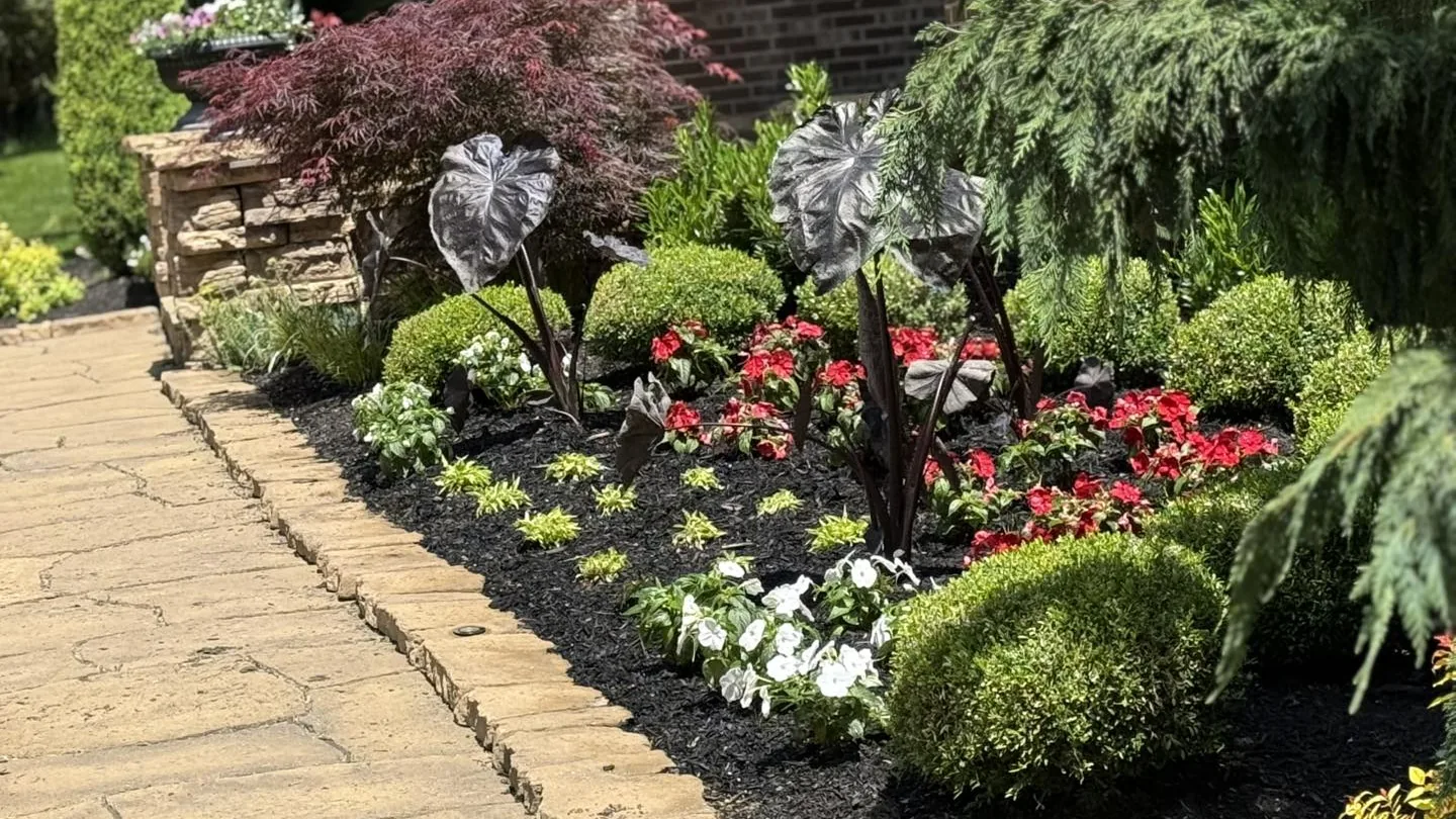 Landscaping: begonias, dark leaved elephant ears and round shrubs in a mulch bed beside a paver walkway