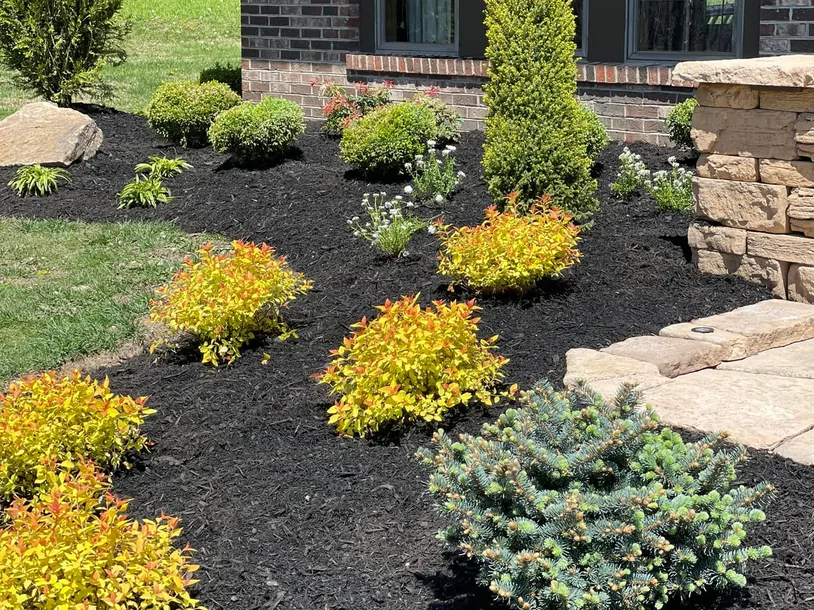 Privacy trees and plantings: an upright evergreen, a blue spruce and golden shrubs planted in a fresh mulch bed