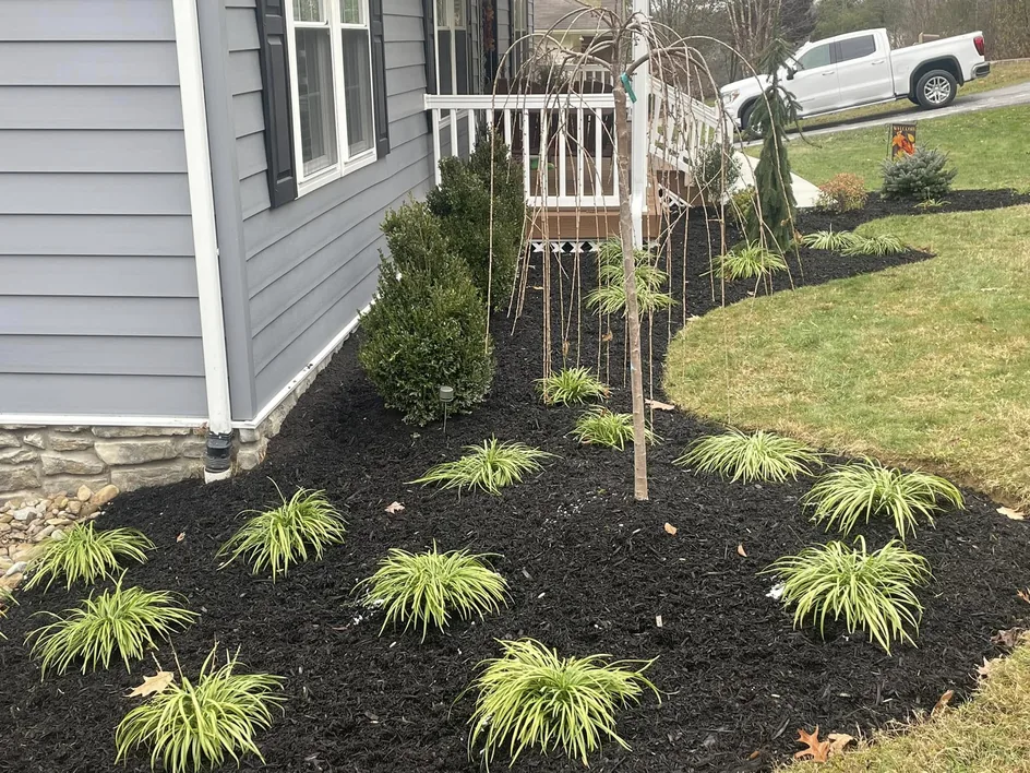 Privacy trees and plantings: a young tree and ornamental grasses in a mulch bed beside a house