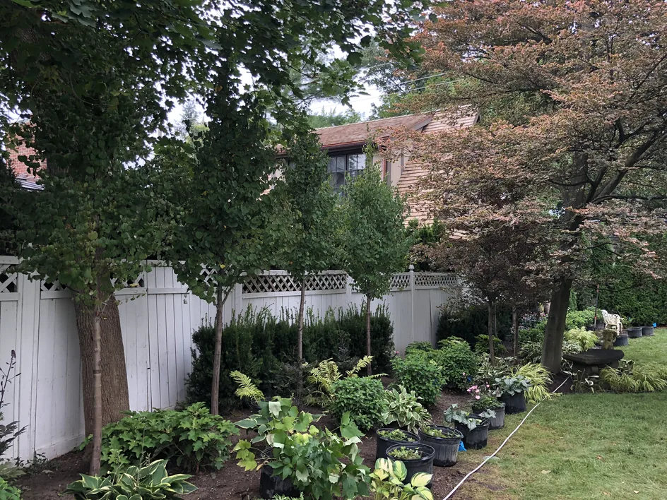 Privacy trees: a row of young screening trees planted along a white fence line beside a new planting bed