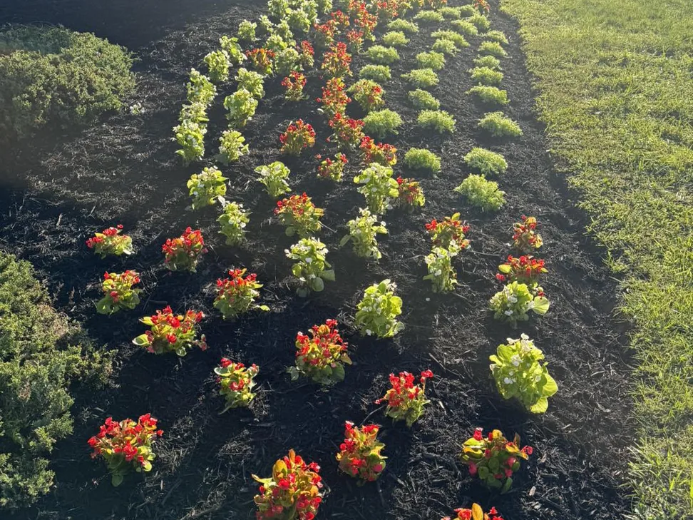 Privacy trees and plantings: rows of seasonal color flowers in a fresh mulch bed
