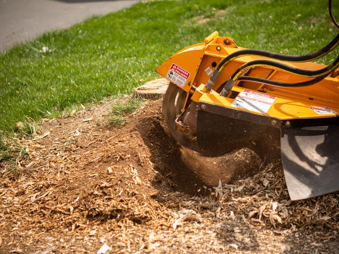 Stump grinding: a stump grinder cutter wheel grinding a stump below grade at a lawn edge
