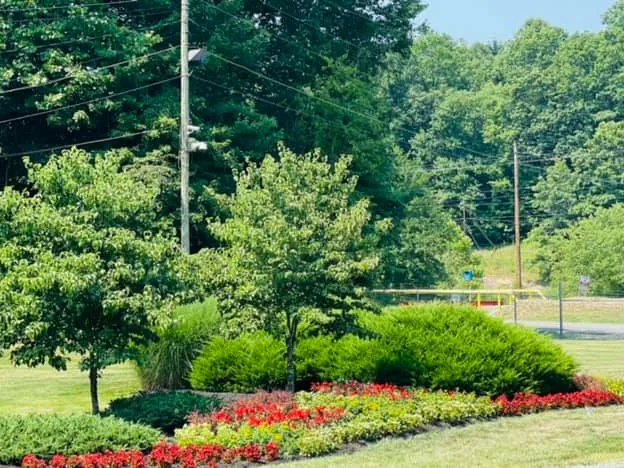 Stump grinding: young trees and flower beds on a mowed commercial lawn