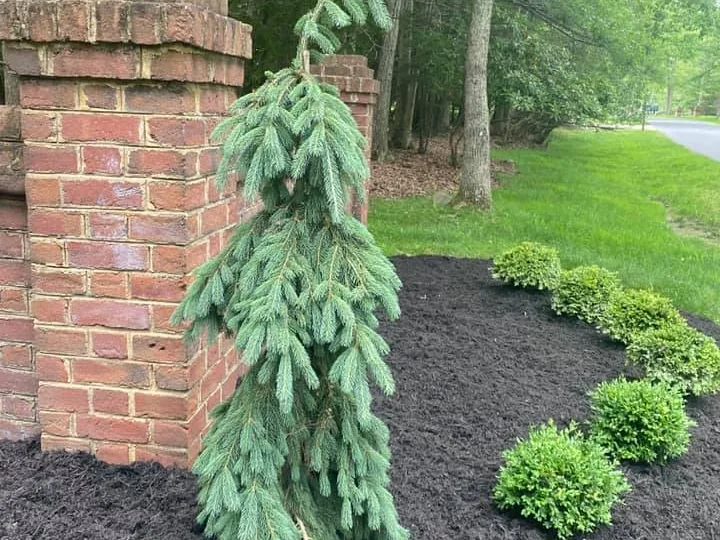 Tree removal: a weeping spruce and round shrubs in a fresh mulch bed by a brick pillar