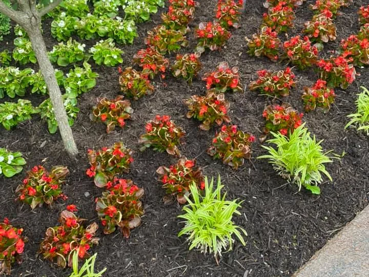 Tree removal: a young tree trunk among begonias and grasses in a mulch bed