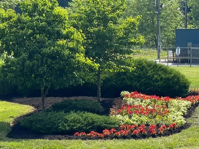 Tree removal: young shade trees and evergreen shrubs in a commercial landscape bed